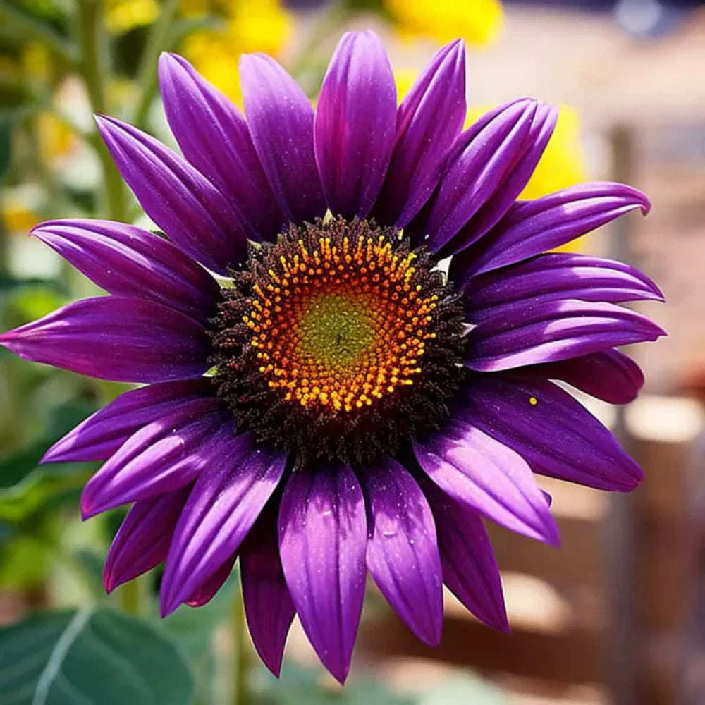 Purple Sunflower Flower seeds for Planting Wildflower Mix, Heirloom & GMO Free Seeds for Home Garden seeds for planting