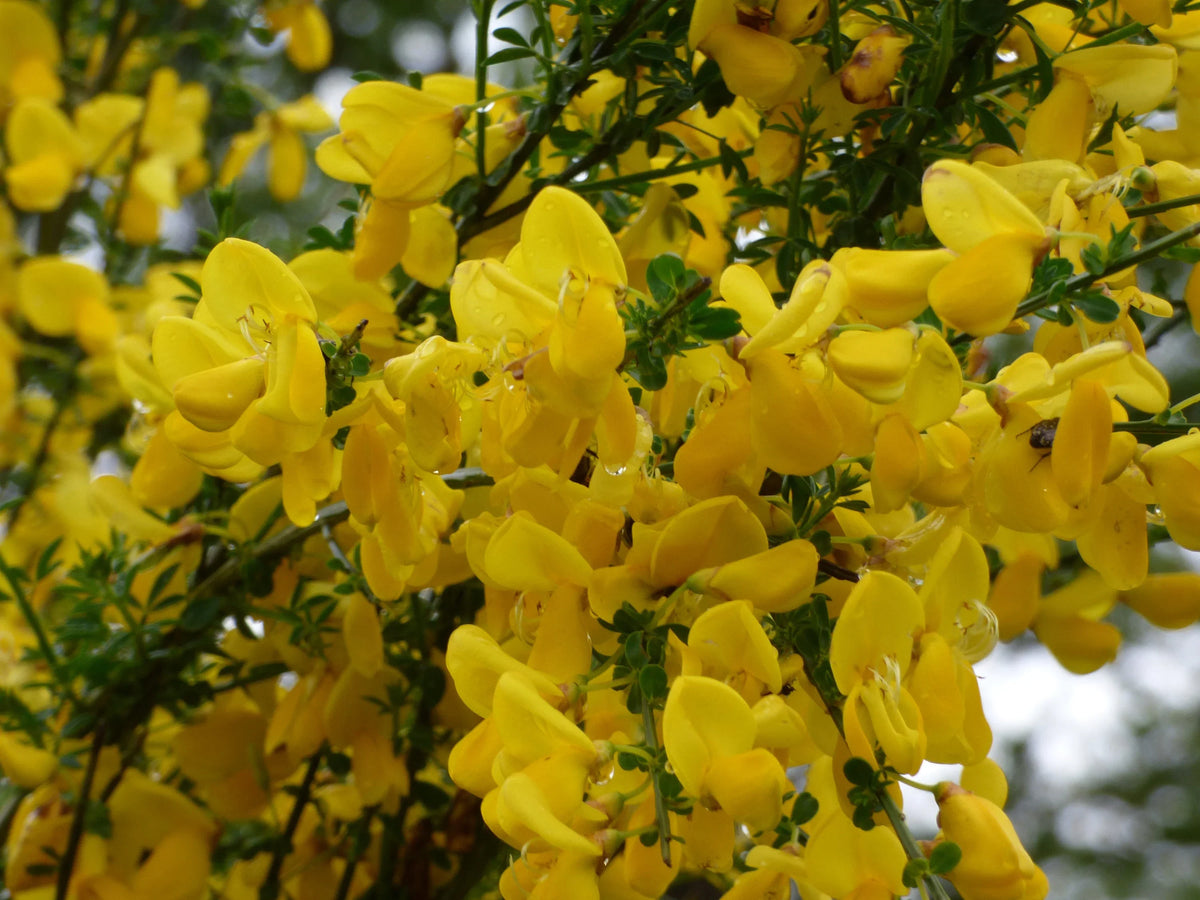 Spartium Flower seeds for Planting Pollinator Friendly Heirloom & GMO Free Seeds for Home Garden