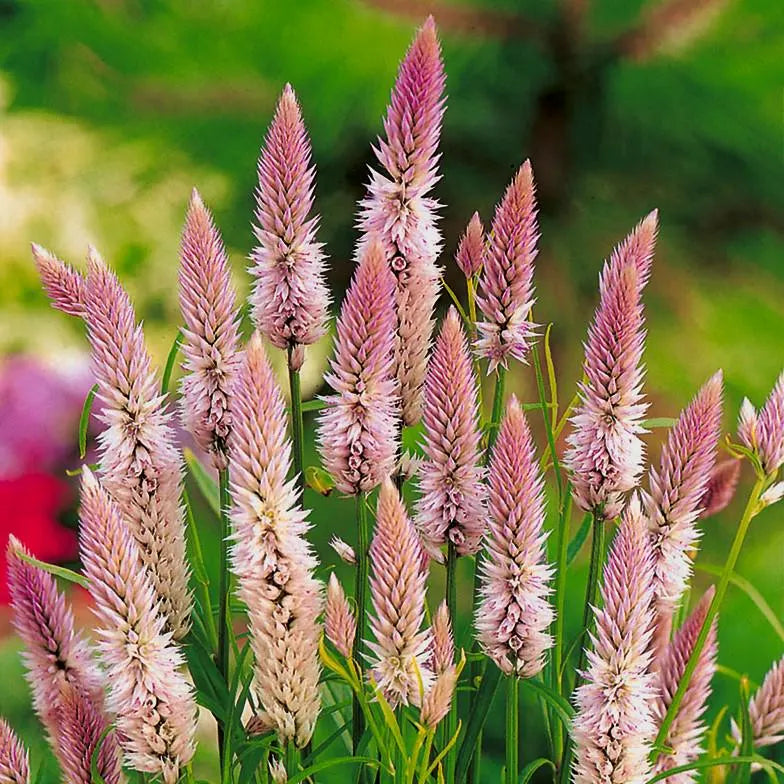 Heirloom Celosia Spicata Flower seeds for Planting Seasonal Bloomer Heirloom & GMO Free Seeds for Home Garden