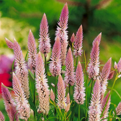Heirloom Celosia Spicata Flower seeds for Planting Seasonal Bloomer Heirloom & GMO Free Seeds for Home Garden