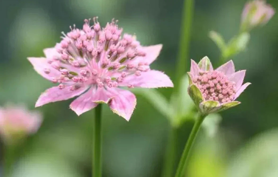 Astrantia Flower Seeds Flower seeds for Planting Cottage Garden Essential Heirloom & GMO Free Seeds for Home Garden