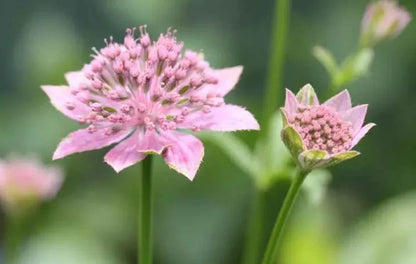Astrantia Flower Seeds Flower seeds for Planting Cottage Garden Essential Heirloom & GMO Free Seeds for Home Garden