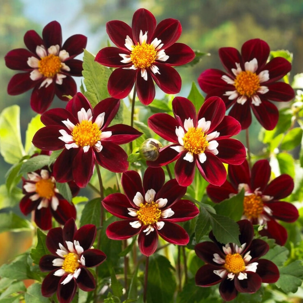 Night Butterfly Dahlia Flower seeds for Planting Shade Tolerant, Heirloom & GMO Free Seeds for Home Garden vegetable and garden seeds