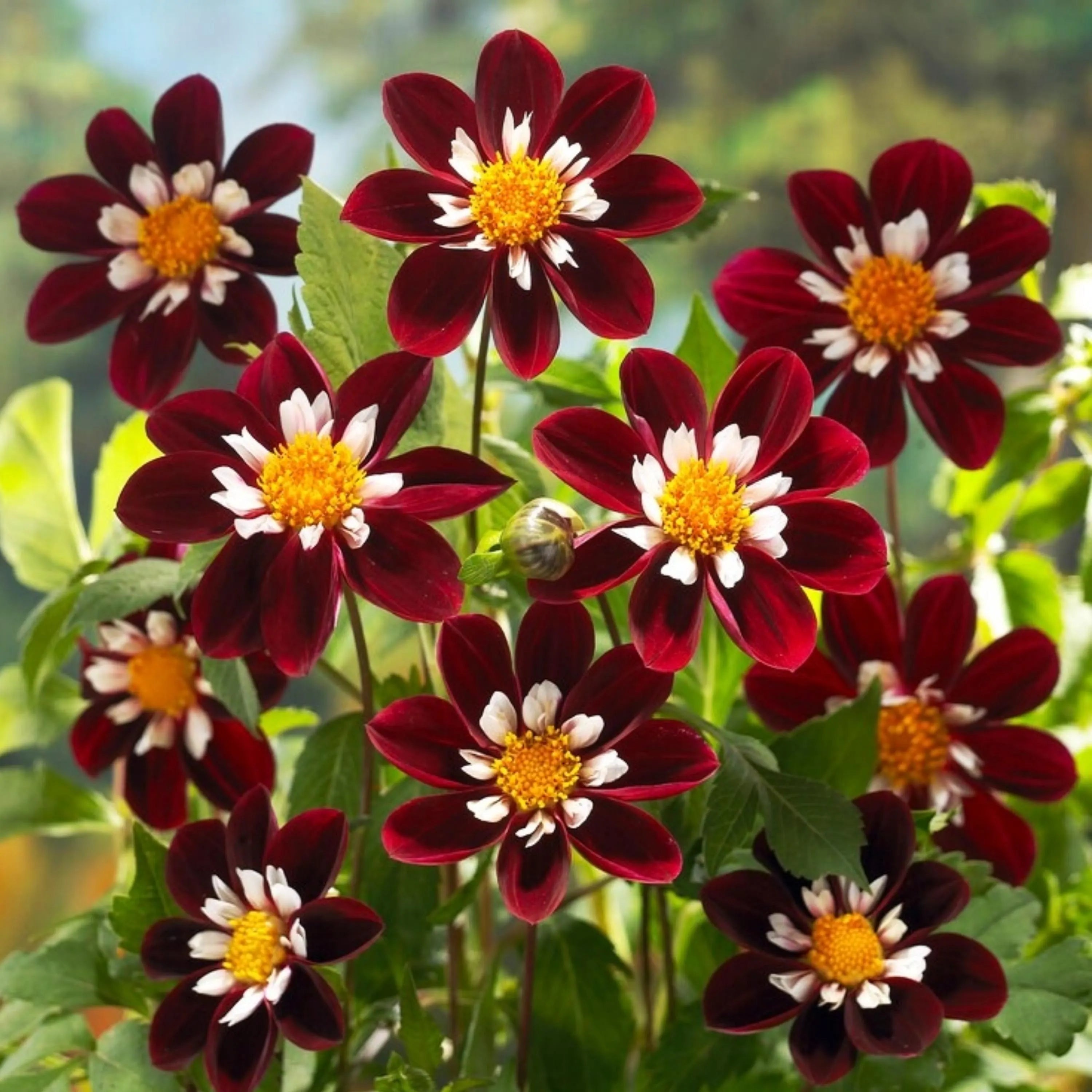 Night Butterfly Dahlia Flower seeds for Planting Shade Tolerant, Heirloom & GMO Free Seeds for Home Garden vegetable and garden seeds