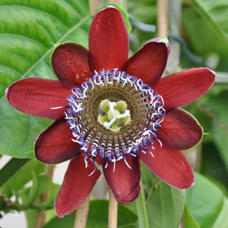 High quality Mix Passiflora Flower seeds for Planting Fragrant Blossoms, Heirloom & GMO Free Seeds for Home Garden seeds pack