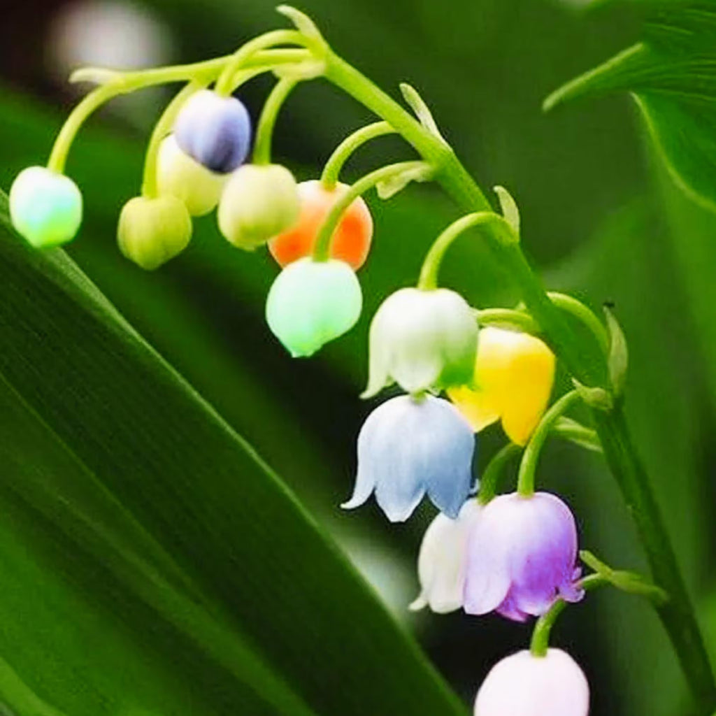 Mixed Bell Orchid Flower seeds for Planting Low Maintenance, Heirloom & GMO Free Seeds for Home Garden vegetable and garden seeds