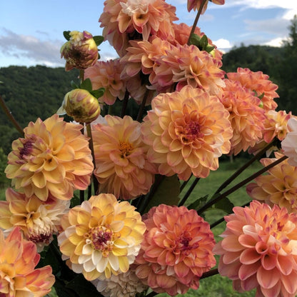 Dahlia Flower seeds for Planting Fragrant Blossoms Heirloom & GMO Free Seeds for Home Garden