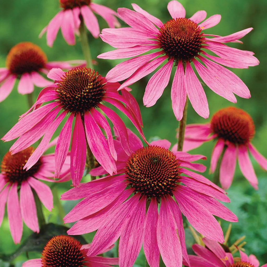 Premium Pink ConeFlower seeds for Planting Easy to Grow, Heirloom & GMO Free Seeds for Home Garden seeds