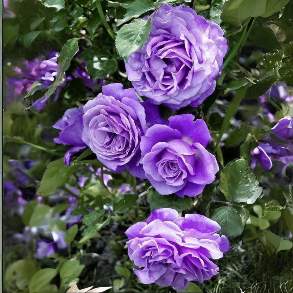 Pink Purple Climbing Rose Flower seeds for Planting Garden Favorite, Heirloom & GMO Free Seeds for Home Garden vegetable and garden seeds