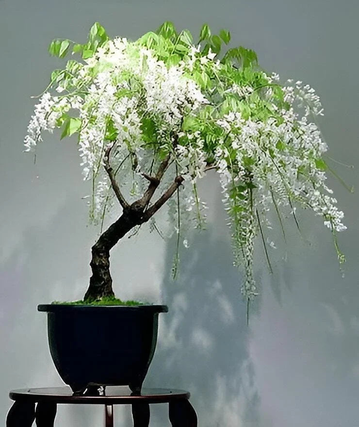 White Simsii Bonsai Flower seeds for Planting Drought Tolerant Heirloom & GMO Free Seeds for Home Garden