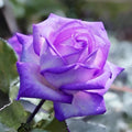 Violet Rose Edge Flower seeds for Planting Low Maintenance, Heirloom & GMO Free Seeds for Home Garden seeds for planting