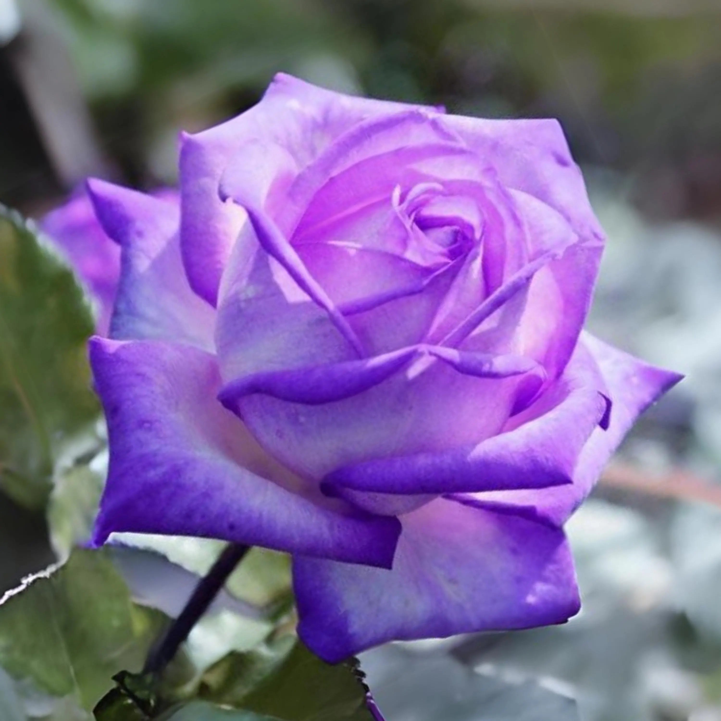 Violet Rose Edge Flower seeds for Planting Low Maintenance, Heirloom & GMO Free Seeds for Home Garden seeds for planting