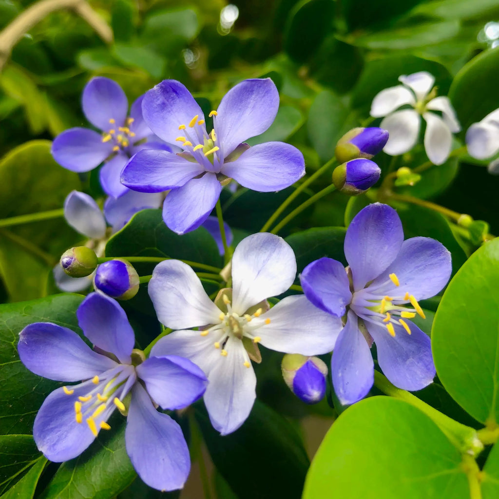 Blue Lignum Vitae Flower seeds for Planting Premium Quality, Heirloom & GMO Free Seeds for Home Garden vegetable and garden seeds