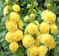 Yellow Perennial Bonsai hollyhock Flower seeds for Planting Wildflower Mix, Heirloom & GMO Free Seeds for Home Garden seeds for planting