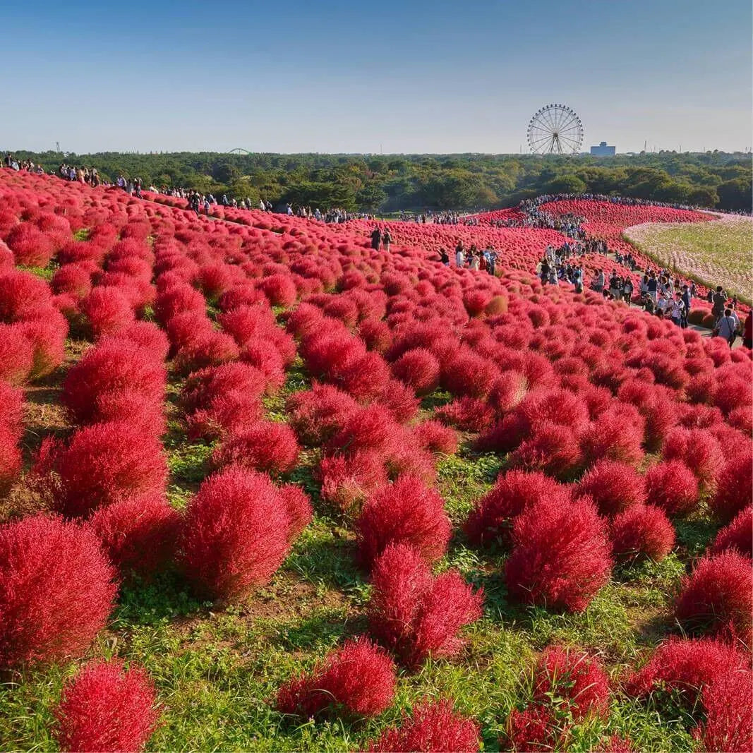 Premium Red Burning Bush Flower seeds for Planting Seasonal Bloomer, Heirloom & GMO Free Seeds for Home Garden seeds