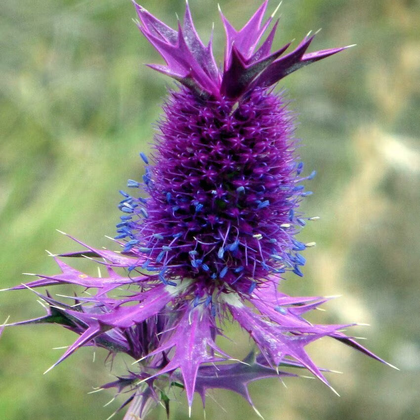 Premium Purple Eryngo Flower seeds for Planting Easy to Grow, Heirloom & GMO Free Seeds for Home Garden seeds