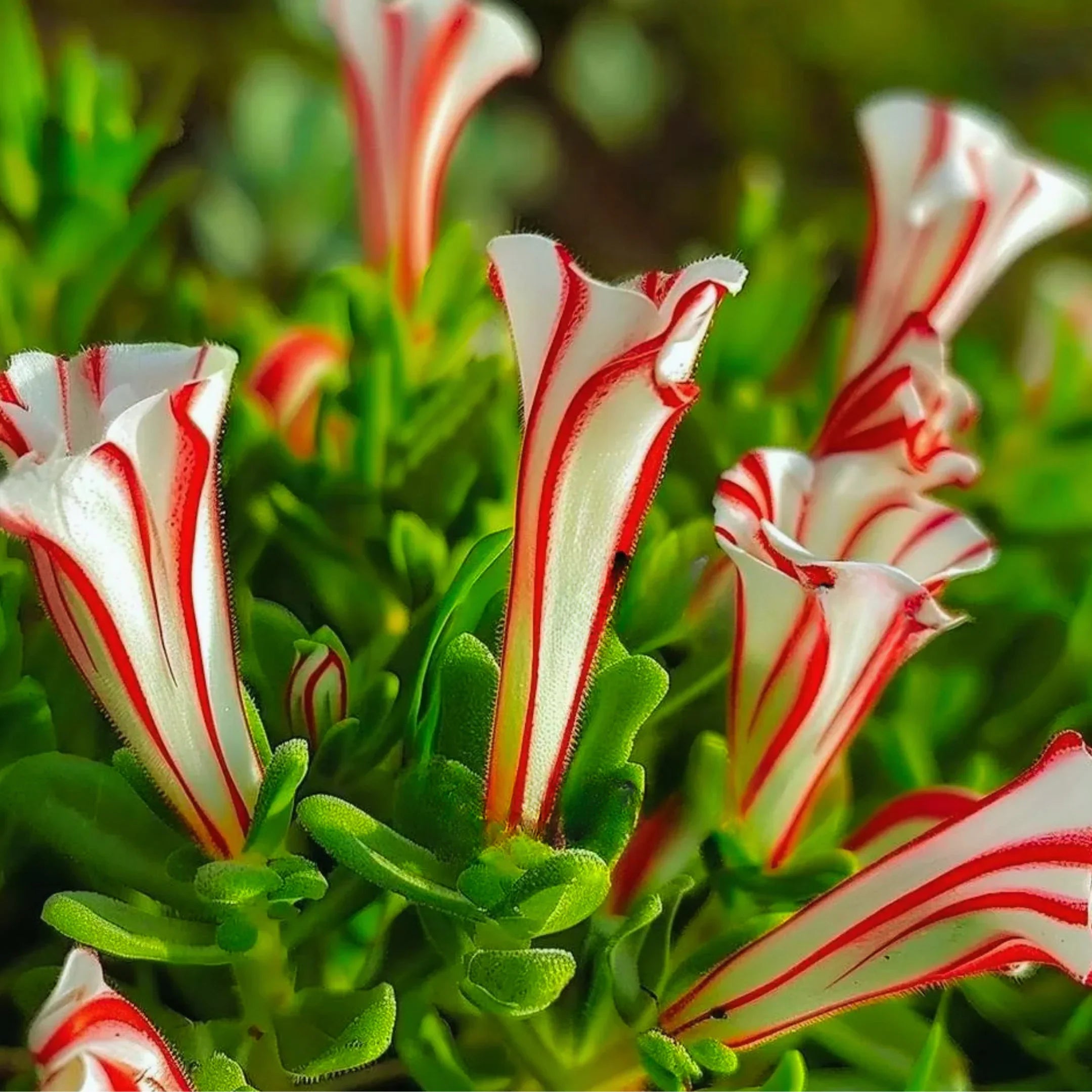 Premium Red White Candy Cane Flower seeds for Planting Wildflower Mix, Heirloom & GMO Free Seeds for Home Garden seeds