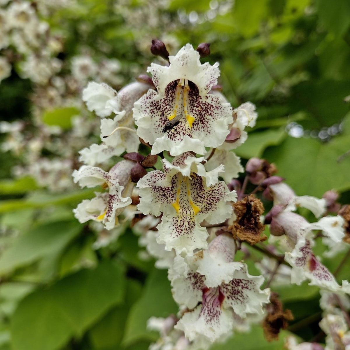 Heirloom Catalpa Flower seeds for Planting Pollinator Friendly Heirloom & GMO Free Seeds for Home Garden