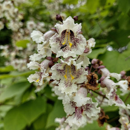 Heirloom Catalpa Flower seeds for Planting Pollinator Friendly Heirloom & GMO Free Seeds for Home Garden