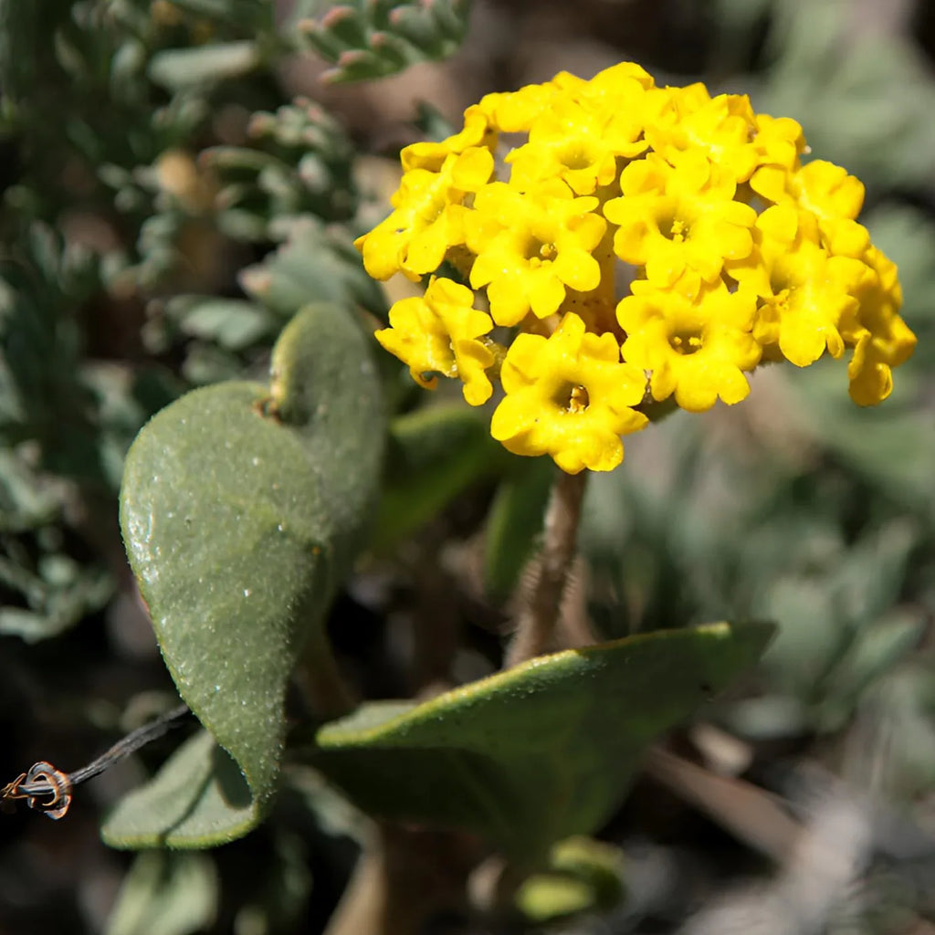 High quality Yellow Verbena Didyma Flower seeds for Planting Compact Growth, Heirloom & GMO Free Seeds for Home Garden seeds pack