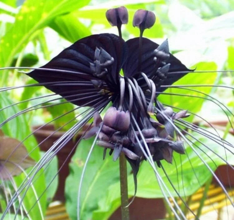 Black Tacca Chantrieri Flower seeds for Planting Premium Quality, Heirloom & GMO Free Seeds for Home Garden vegetable and garden seeds