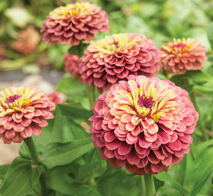 Queeny (Queeny Lime) seeds for planting in home garden