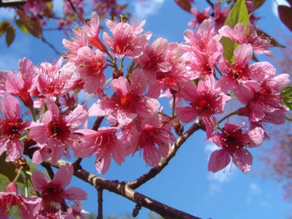 Himalayan Cherry Tree Seeds (Prunus Cerasoides) – Pink Flowers & Red Fruit for Beautiful Landscapes