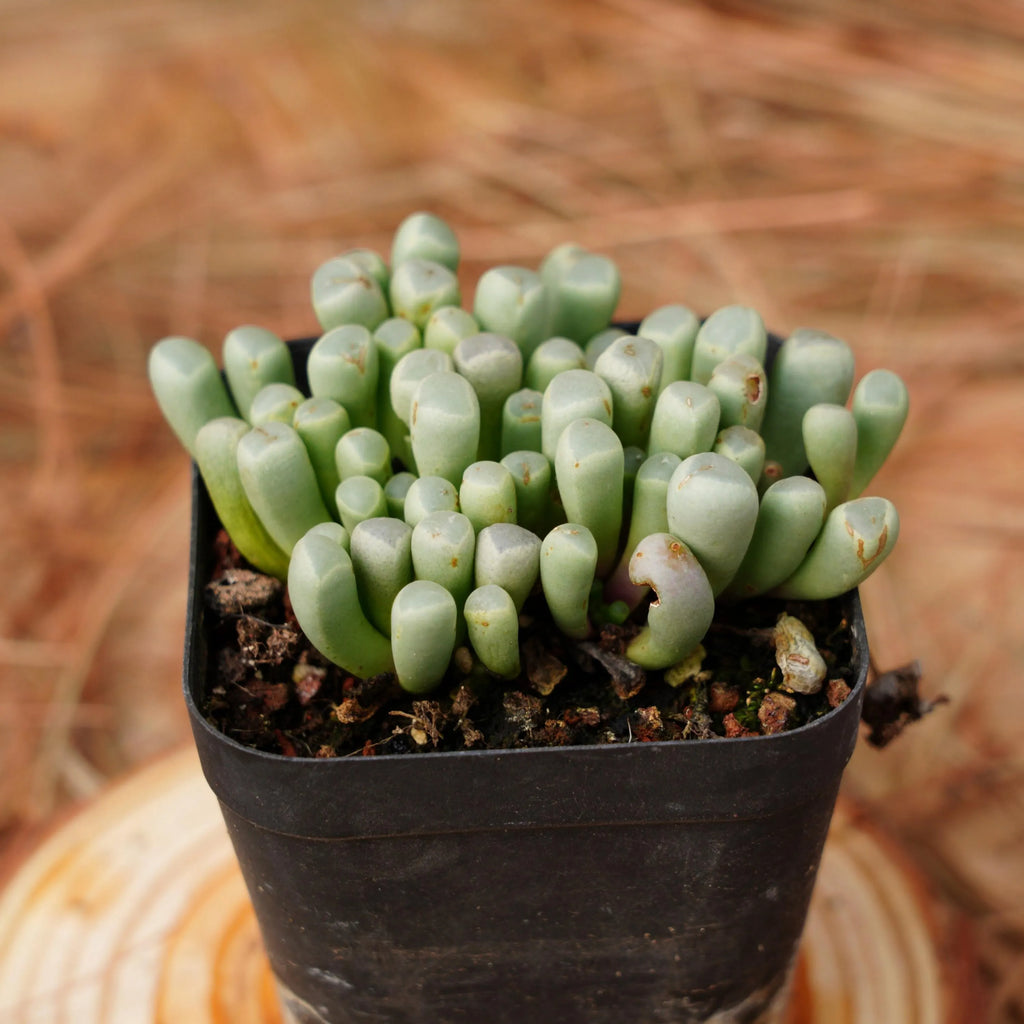 Mixed Gibbaeum Flower seeds for Planting Seasonal Bloomer, Heirloom & GMO Free Seeds for Home Garden vegetable and garden seeds