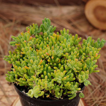 Dicrocaulon Ramulosum Flower seeds for Planting Cut Flower Favorite Heirloom & GMO Free Seeds for Home Garden