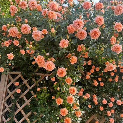 Orange (Orange Climbing) seeds for planting in home garden