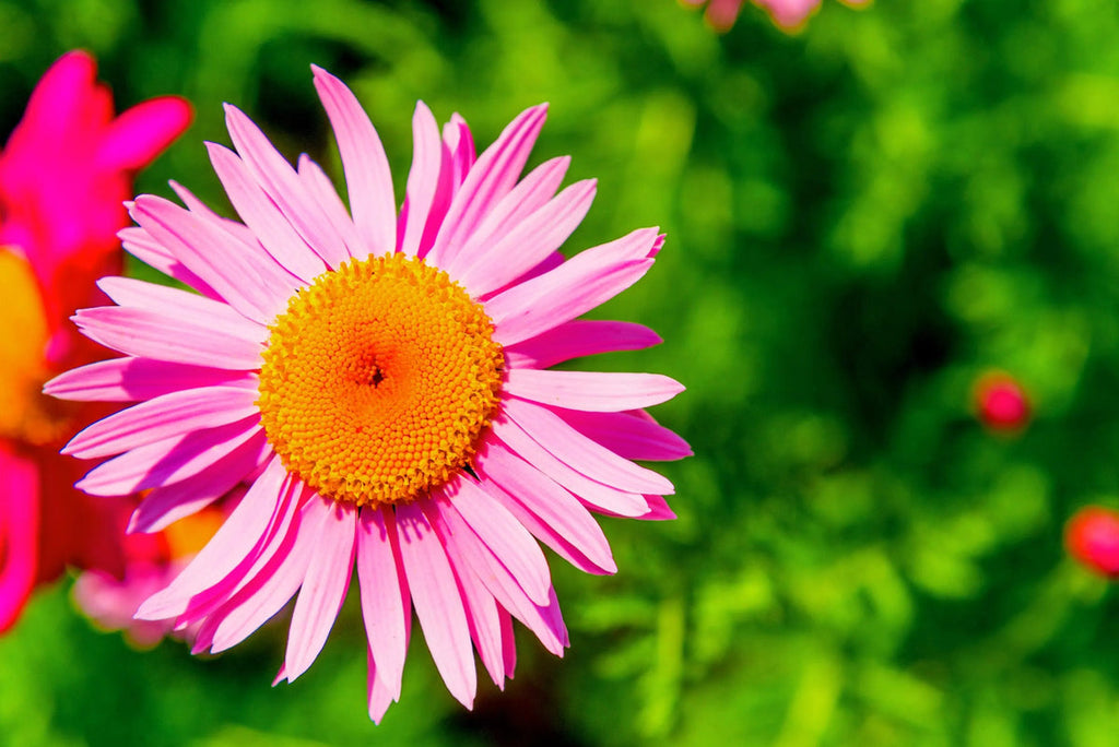 Pink Robinsons Flower seeds for Planting Cut Flower Favorite, Heirloom & GMO Free Seeds for Home Garden seeds for planting