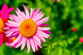 Pink Robinsons Flower seeds for Planting Cut Flower Favorite, Heirloom & GMO Free Seeds for Home Garden seeds for planting