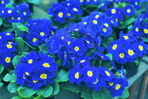 Premium Blue Yellow Primrose Flower seeds for Planting Fragrant Blossoms, Heirloom & GMO Free Seeds for Home Garden seeds