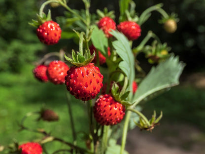Rügen Strawberry Everbearing Alpine (Fragaria vesca) Red Berry Fruit, White Flower Seeds