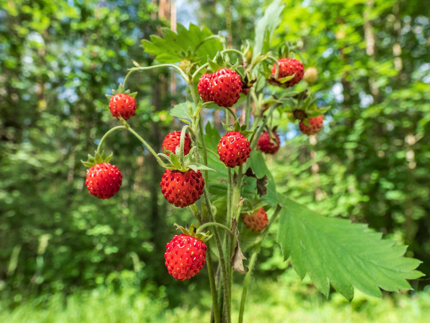 Rügen Strawberry Everbearing Alpine (Fragaria vesca) Red Berry Fruit, White Flower Seeds