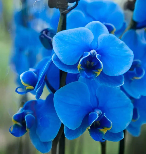 Premium Butterfly Orchids Flower seeds for Planting Hardy Variety, Heirloom & GMO Free Seeds for Home Garden seeds