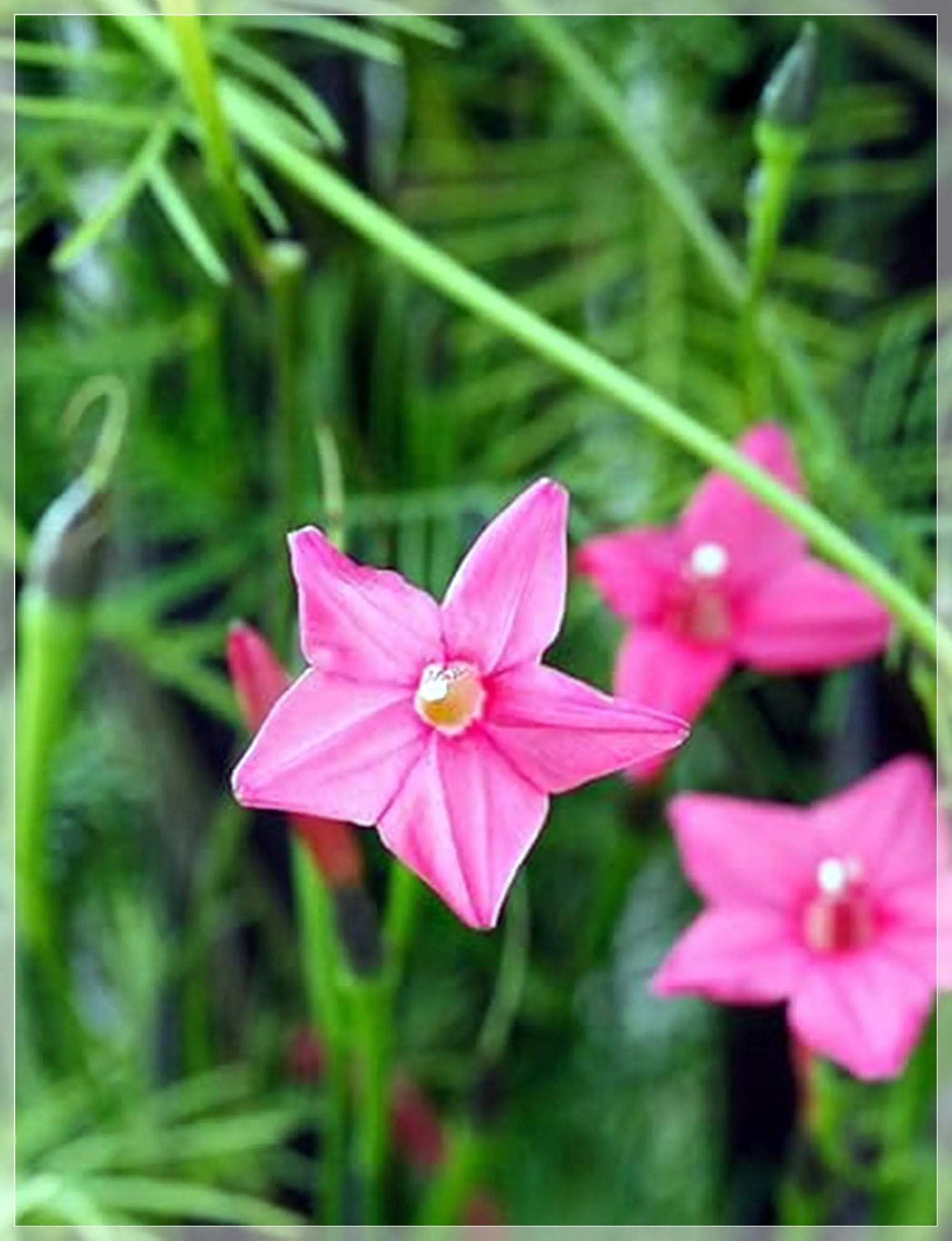 Malope Vulcan Flower Seeds for Planting Heirloom, Non GMO, Long Bloom Season Garden Seeds vegetable and garden seeds