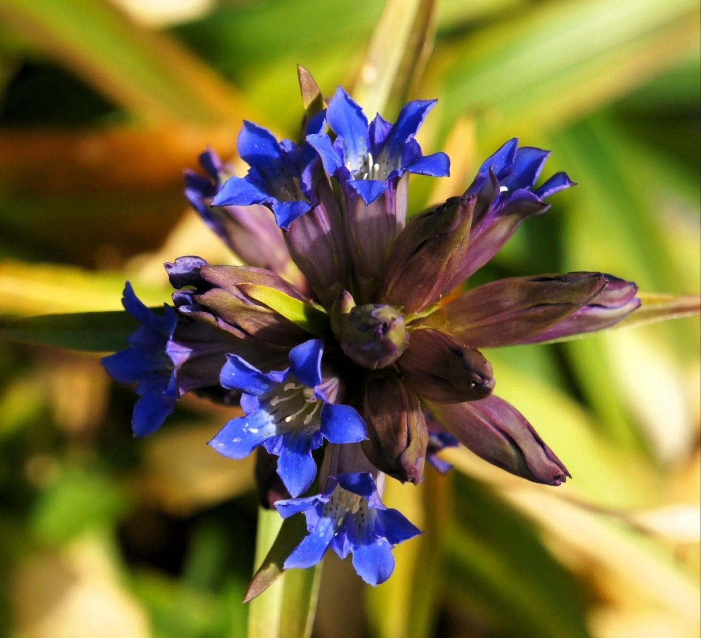 Dark Blue Nikita Gentian (Gentiana dahurica) - Siberian Flower Herb Seeds
