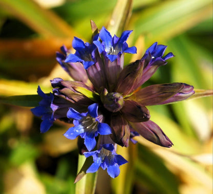 Dark Blue Nikita Gentian (Gentiana dahurica) - Siberian Flower Herb Seeds