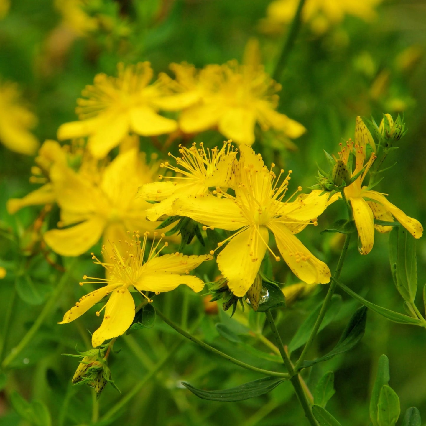 Hypericum Flower seeds for Planting Colorful Display Heirloom & GMO Free Seeds for Home Garden