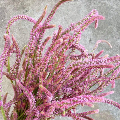 Heirloom Suworowii Flower seeds for Planting Low Maintenance Heirloom & GMO Free Seeds for Home Garden