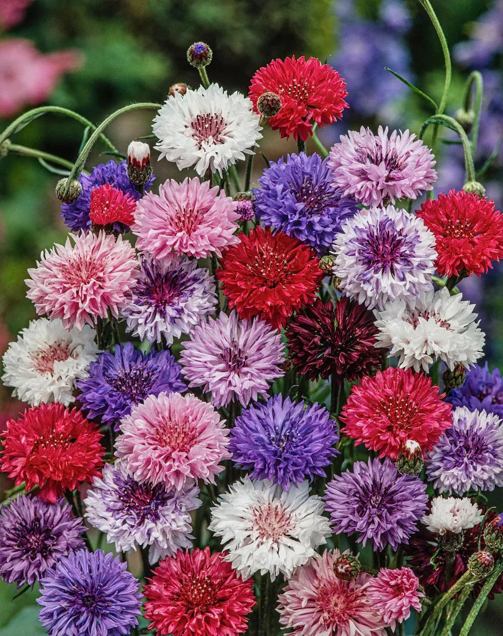 Premium Mixed Xeranthemum Flower seeds for Planting Drought Tolerant, Heirloom & GMO Free Seeds for Home Garden seeds