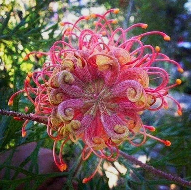 Mixed Grevillea Flower seeds for Planting Sun Loving, Heirloom & GMO Free Seeds for Home Garden seeds for planting