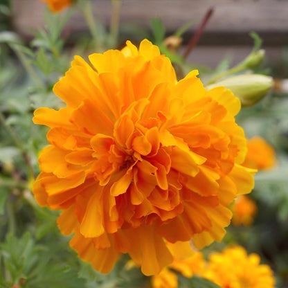 Orange Carnations Flower seeds for Planting Bright Blooms Heirloom & GMO Free Seeds for Home Garden