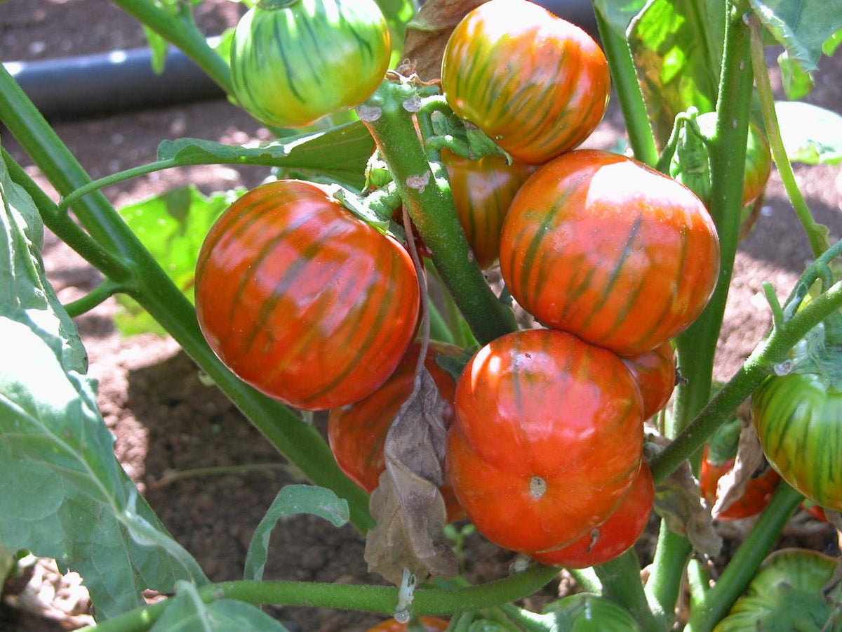 Turkish Orange Eggplant (Scarlet Solanum Aethiopicum) Fruit Vegetable Seeds
