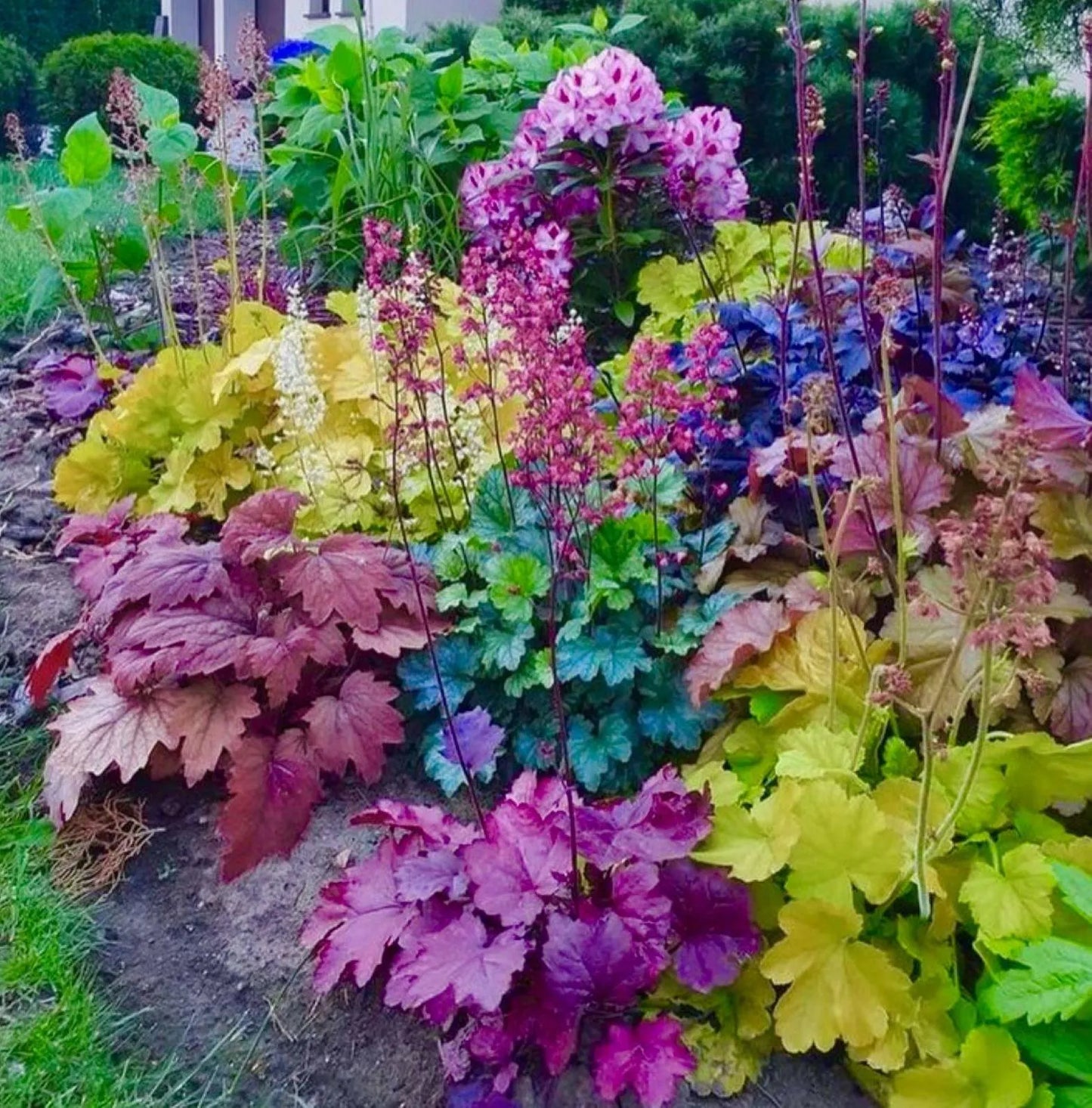 Mixed Heuchera Micrantha Flower seeds for Planting - Colorful Display, Heirloom & GMO Free Seeds for Home Garden