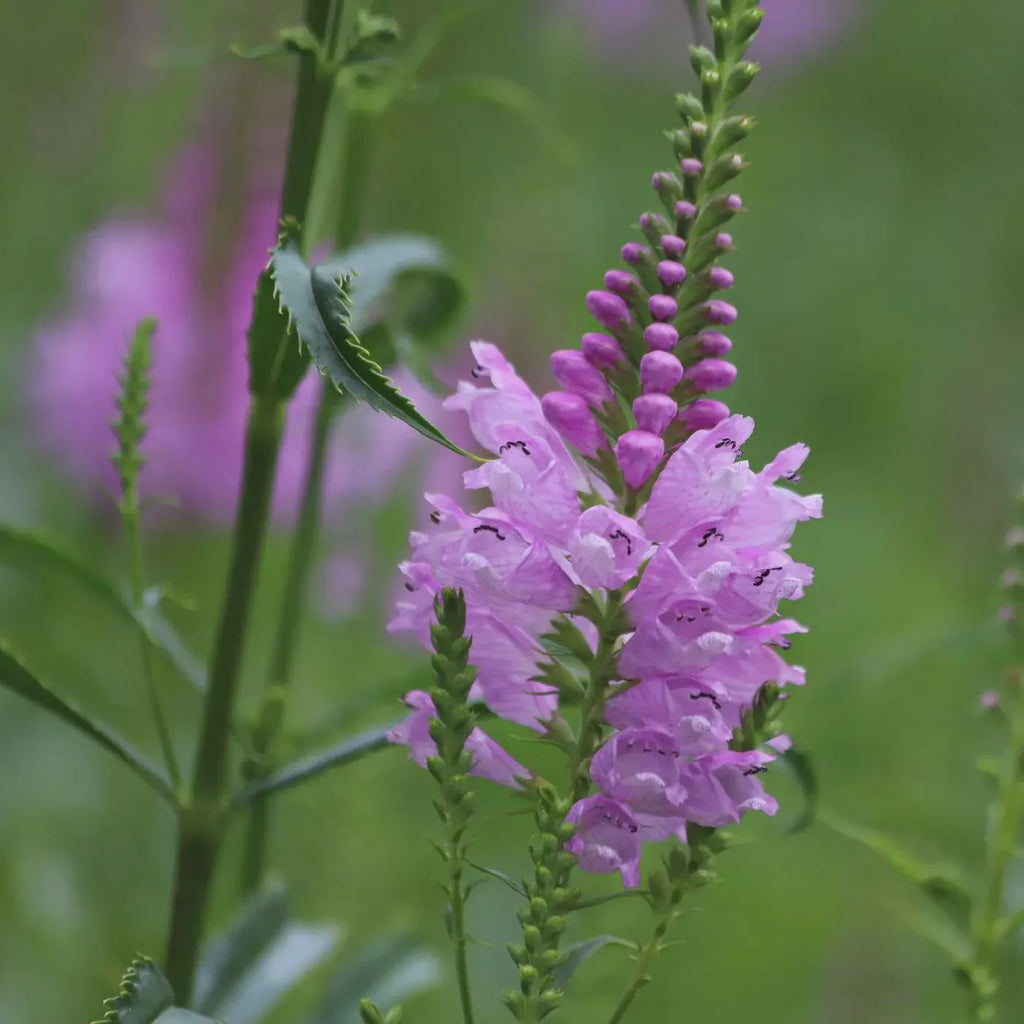 Premium Pink Physostegia Flower seeds for Planting Bright Blooms, Heirloom & GMO Free Seeds for Home Garden seeds