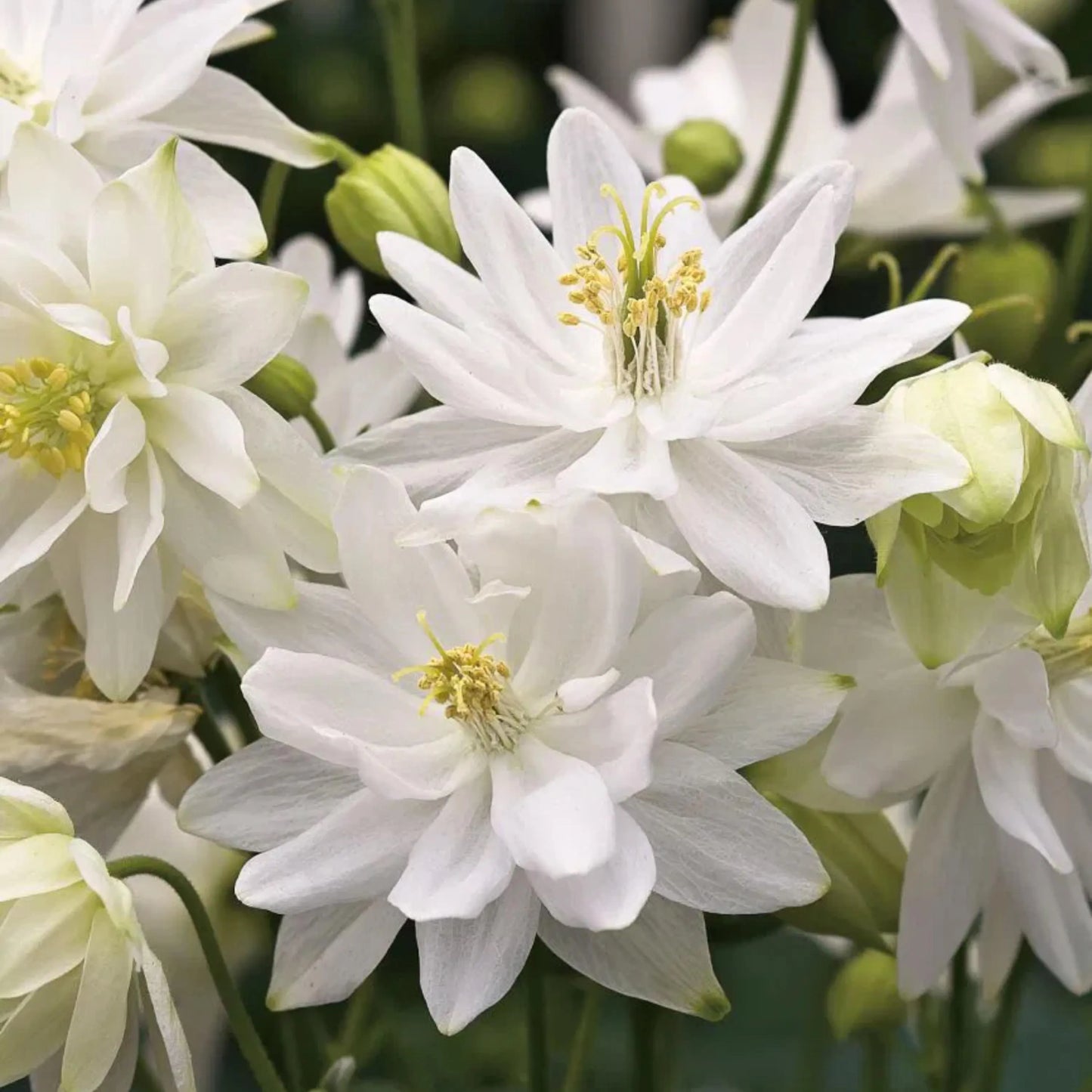 Clementine Flower seeds for Planting Pollinator Friendly Heirloom & GMO Free Seeds for Home Garden