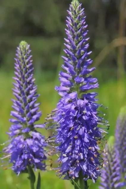 Premium Veronica Spicata Flower seeds for Planting Pollinator Friendly, Heirloom & GMO Free Seeds for Home Garden seeds