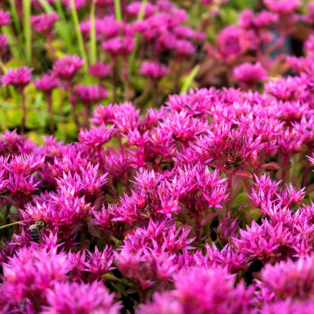 High quality Pink Sedum Voodoo Flower seeds for Planting Colorful Display, Heirloom & GMO Free Seeds for Home Garden seeds pack